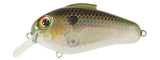Bill Lewis Echo 1.75 Squarebill Lure